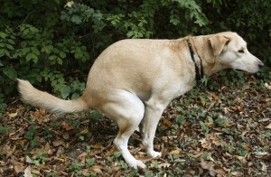 Labrador Retriever creating Valleyview